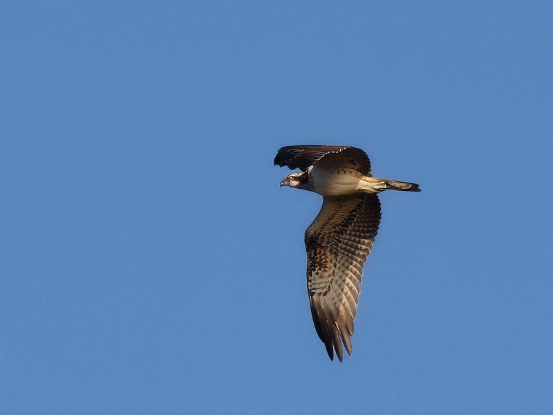 identificazione del rapace